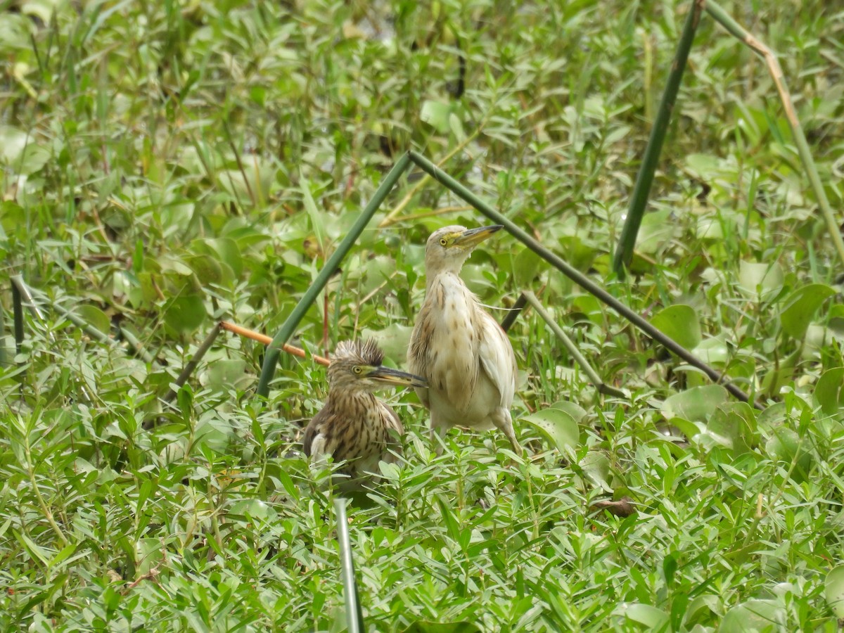 Indian Pond-Heron - ML623470003