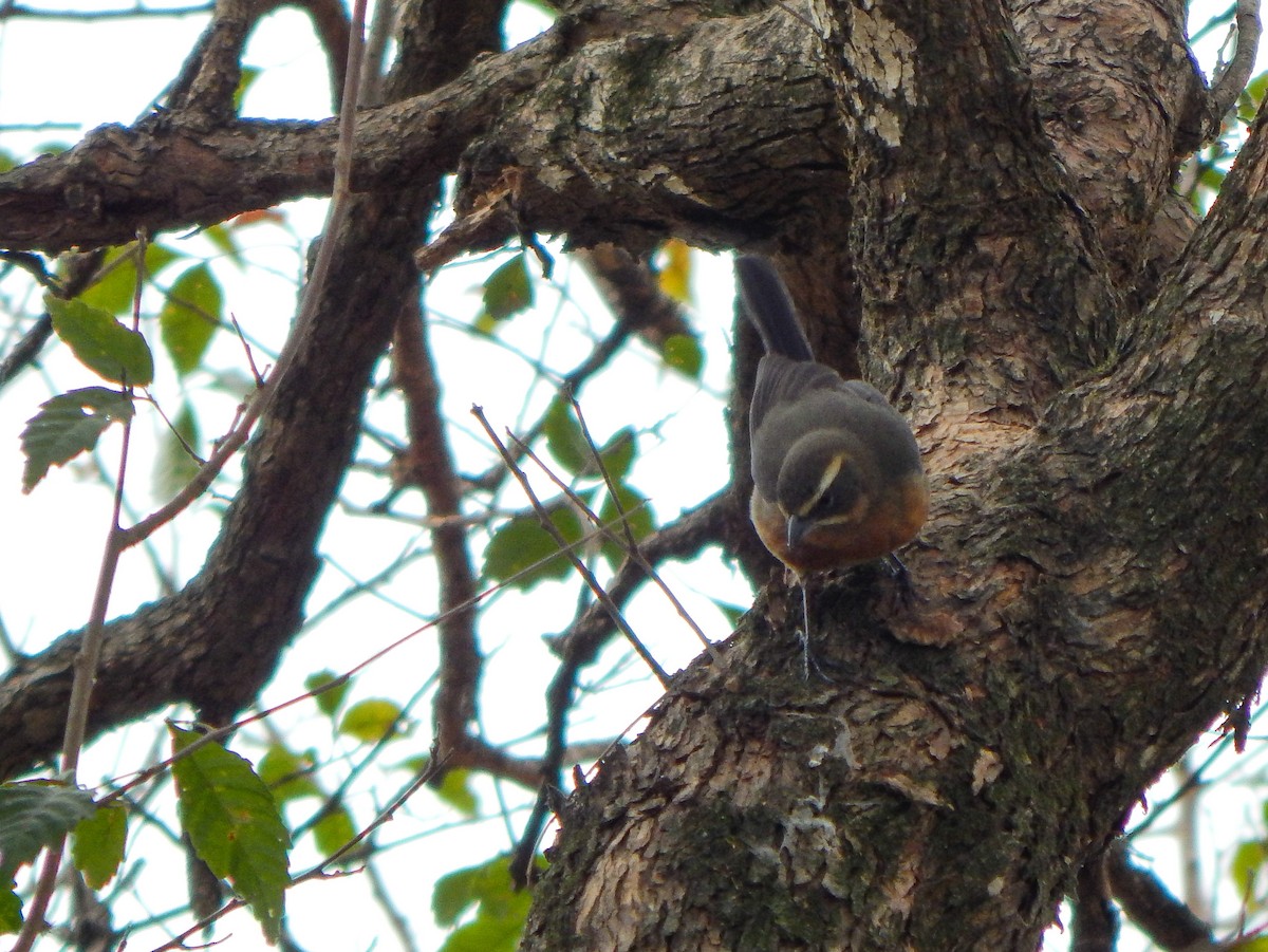 Black-and-chestnut Warbling Finch - ML623470050