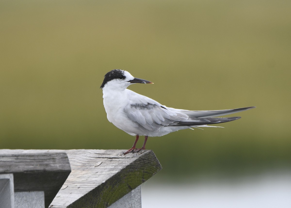 Common Tern - ML623470051