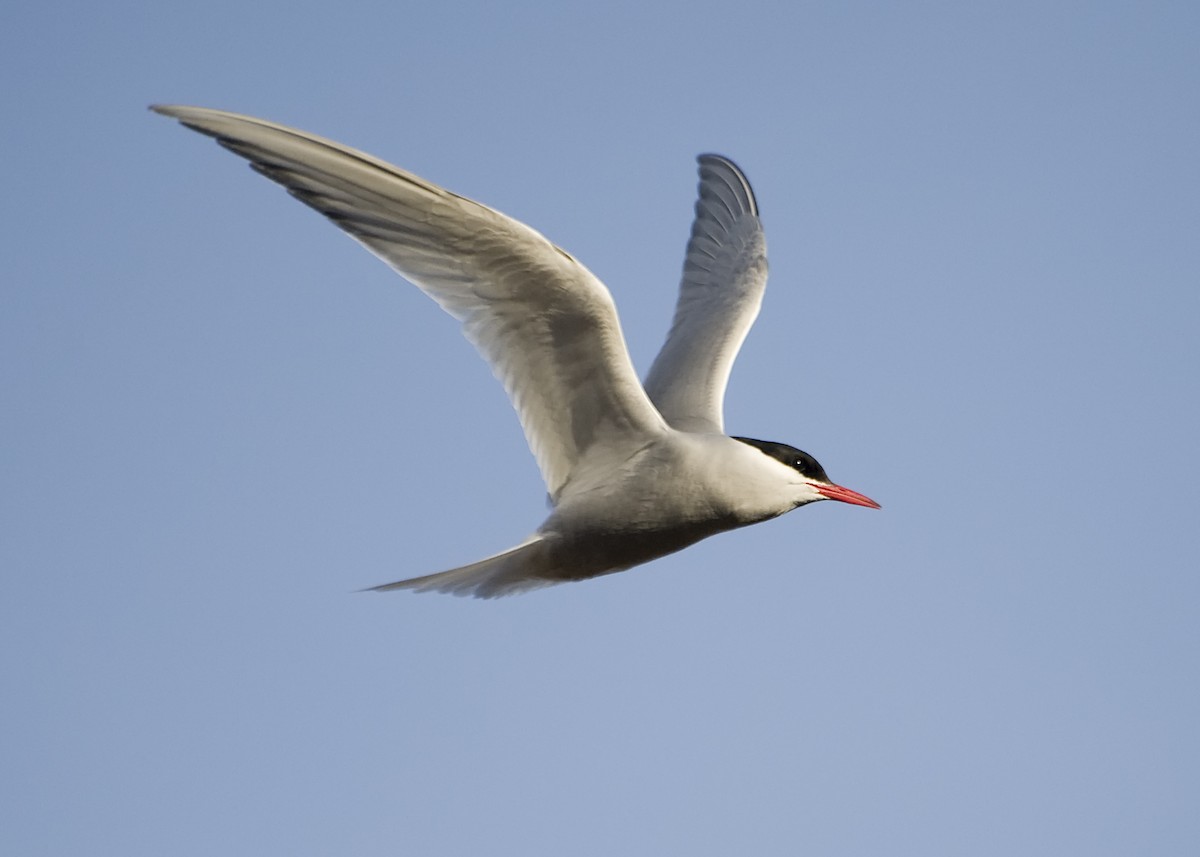 Antarctic Tern - ML623470058