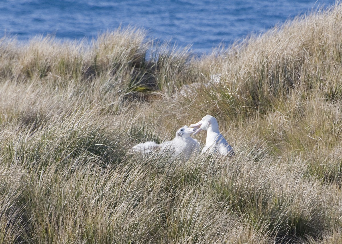 Snowy Albatross - ML623470091