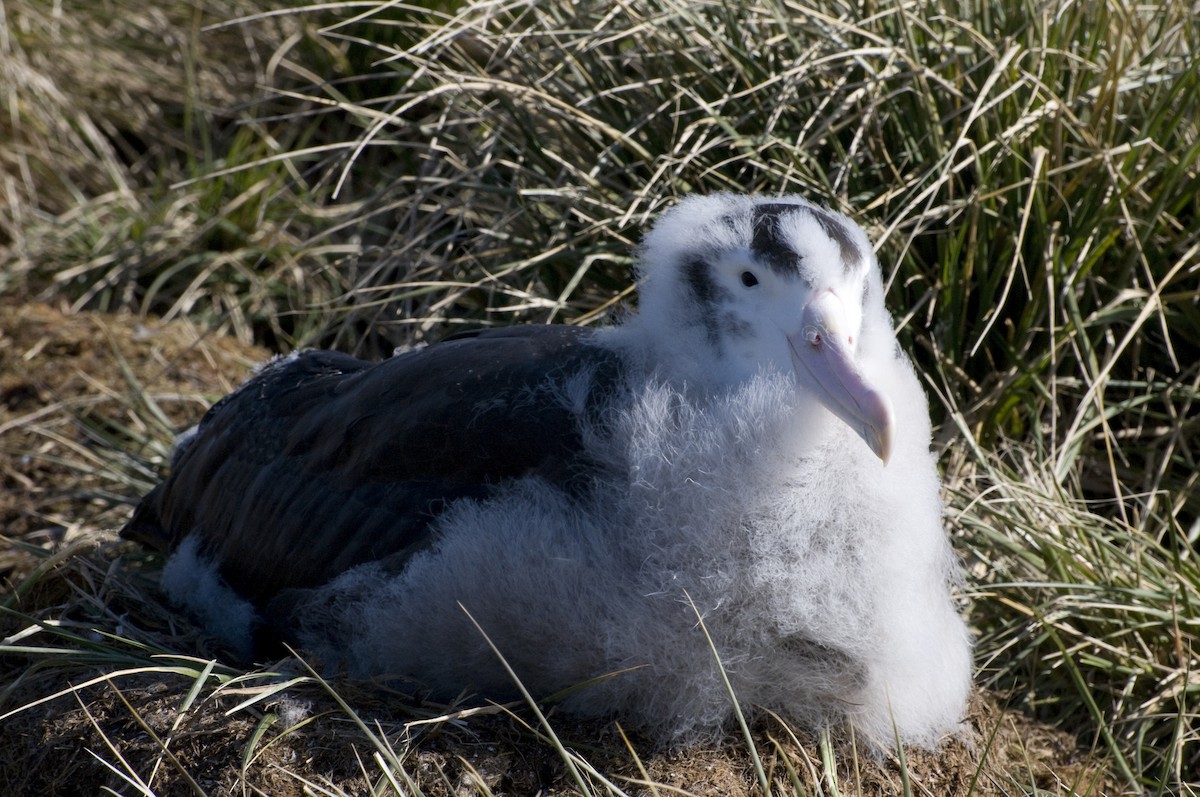 Snowy Albatross - ML623470093