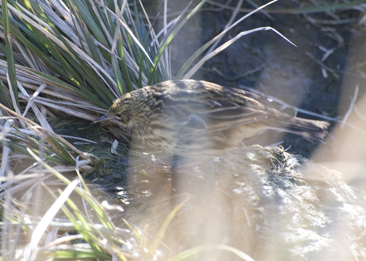 South Georgia Pipit - Laurence Green