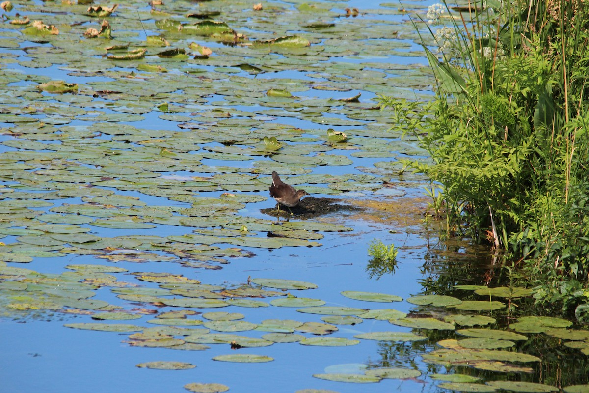 Gallinella d'acqua - ML623470122
