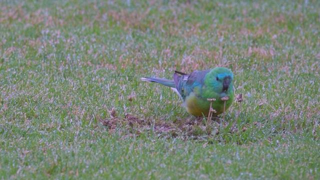 Red-rumped Parrot - ML623470142