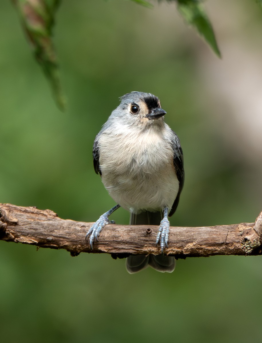 Tufted Titmouse - Jeff Tyson