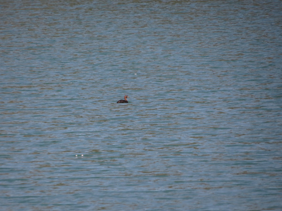 Little Grebe - ML623470175