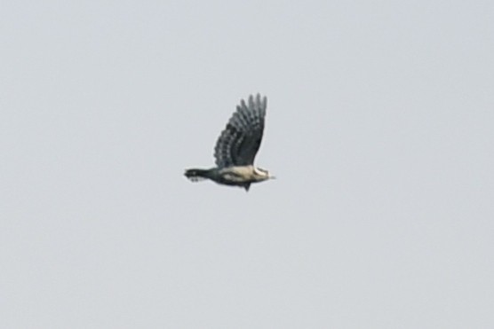 Downy Woodpecker (Eastern) - ML623470185