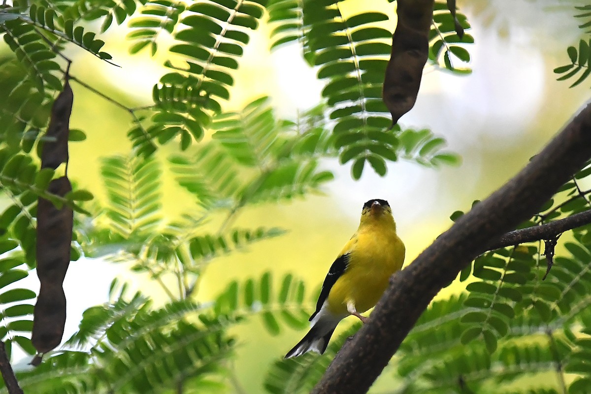 American Goldfinch - ML623470221