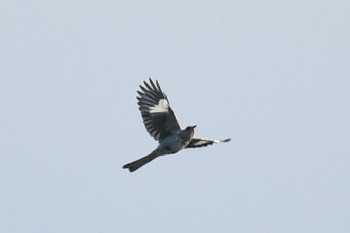 Northern Mockingbird - ML623470229