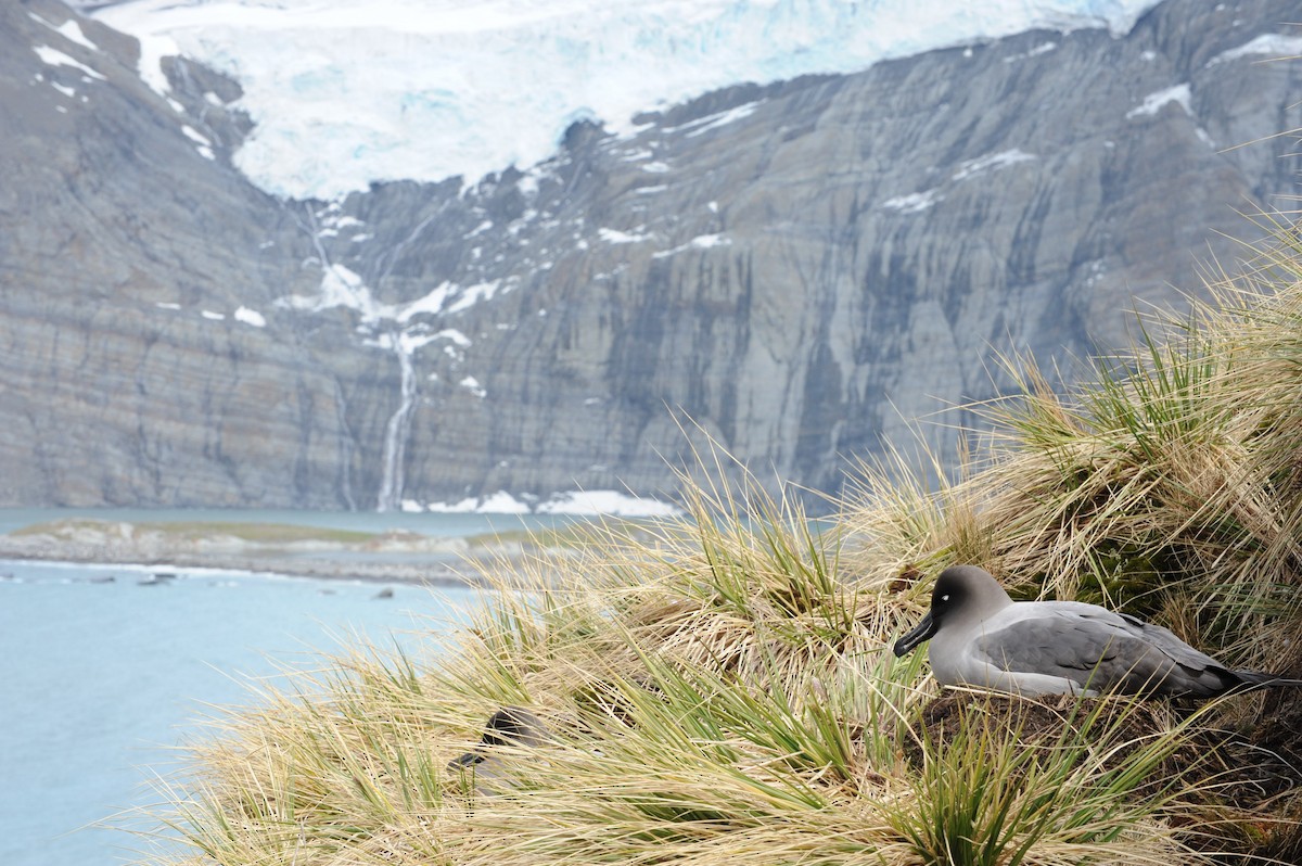 Light-mantled Albatross - ML623470237