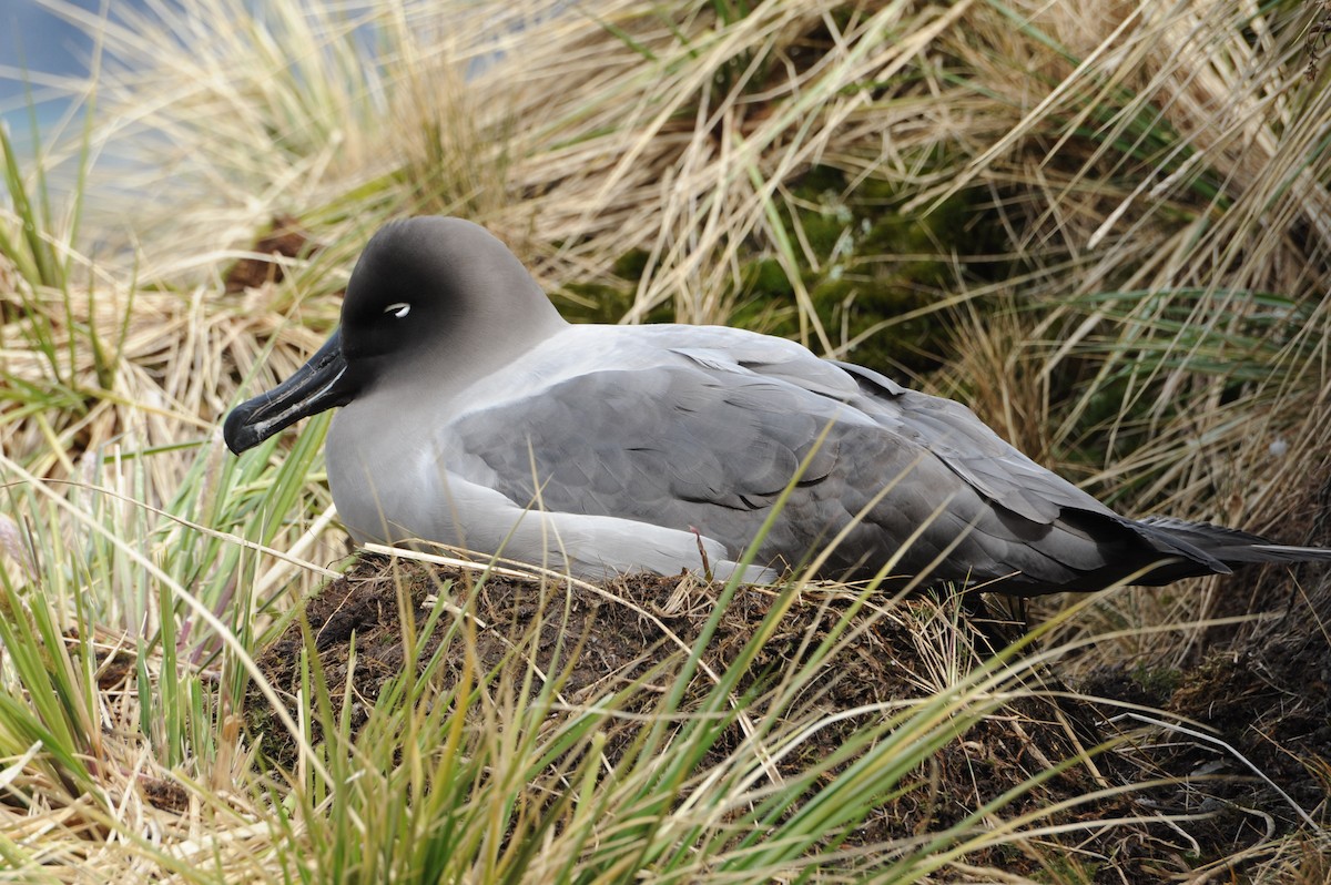 Light-mantled Albatross - Laurence Green