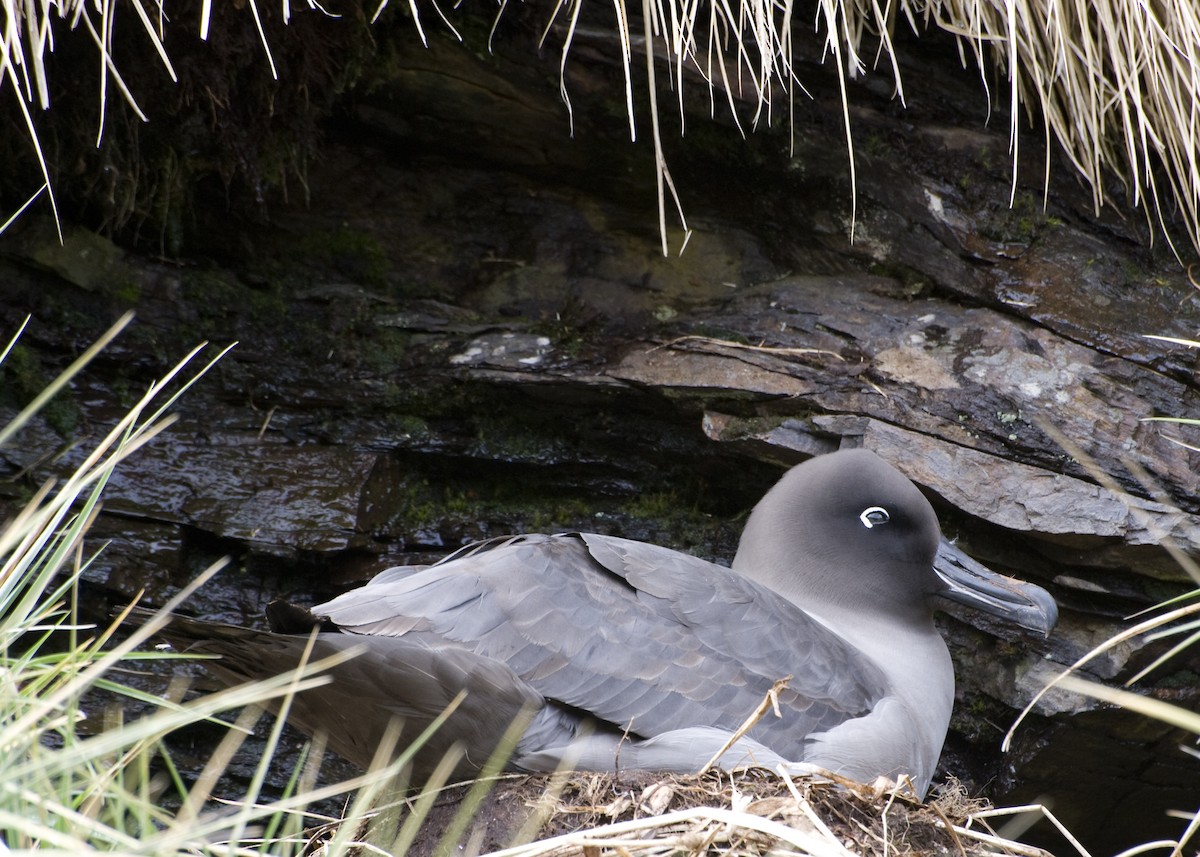 Light-mantled Albatross - ML623470240