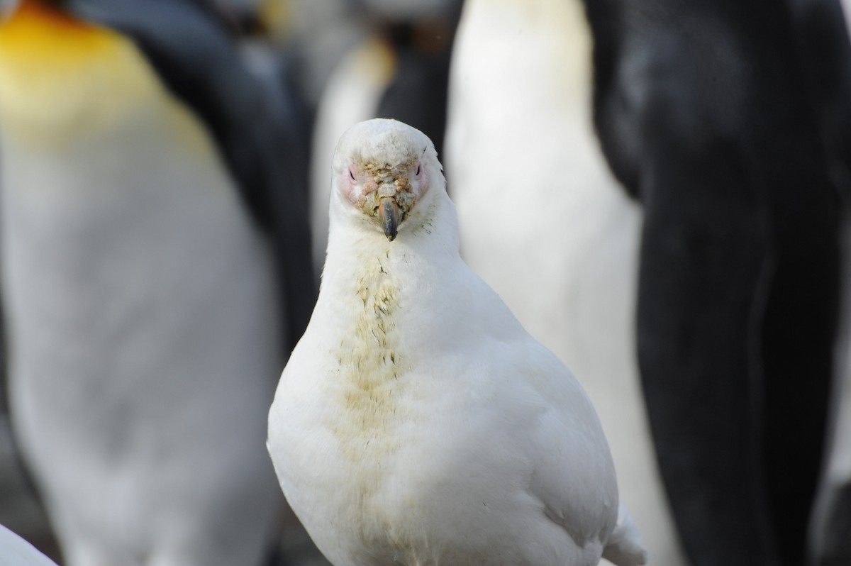 Snowy Sheathbill - Laurence Green