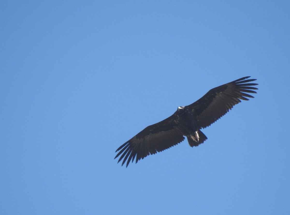 Cinereous Vulture - ML623470269