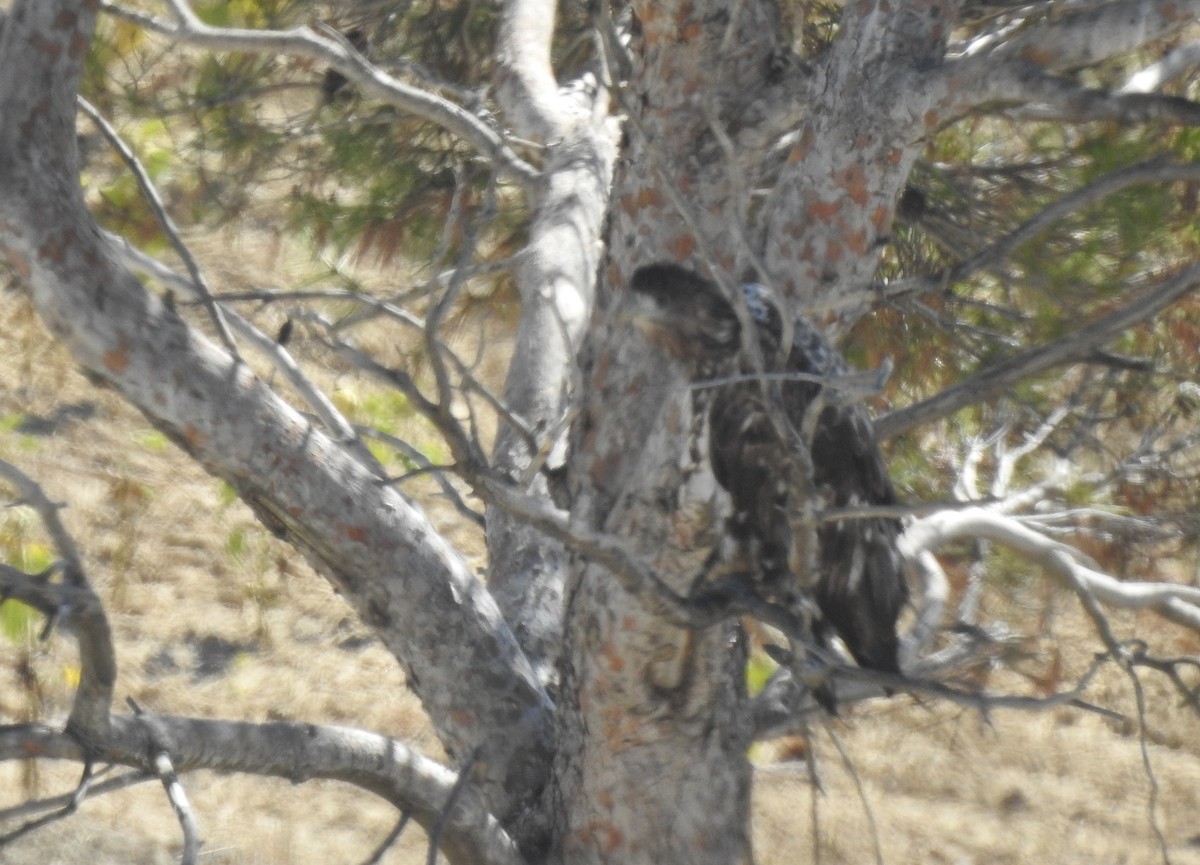 White-tailed Eagle - Andrés Alfaro