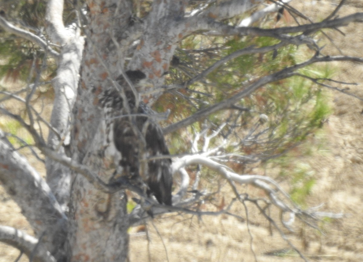 White-tailed Eagle - ML623470276