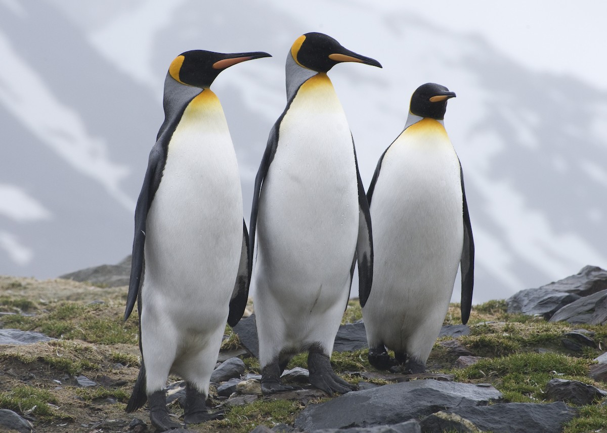 King Penguin - ML623470283