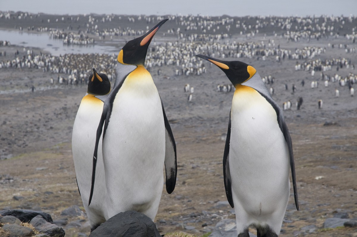 King Penguin - ML623470284