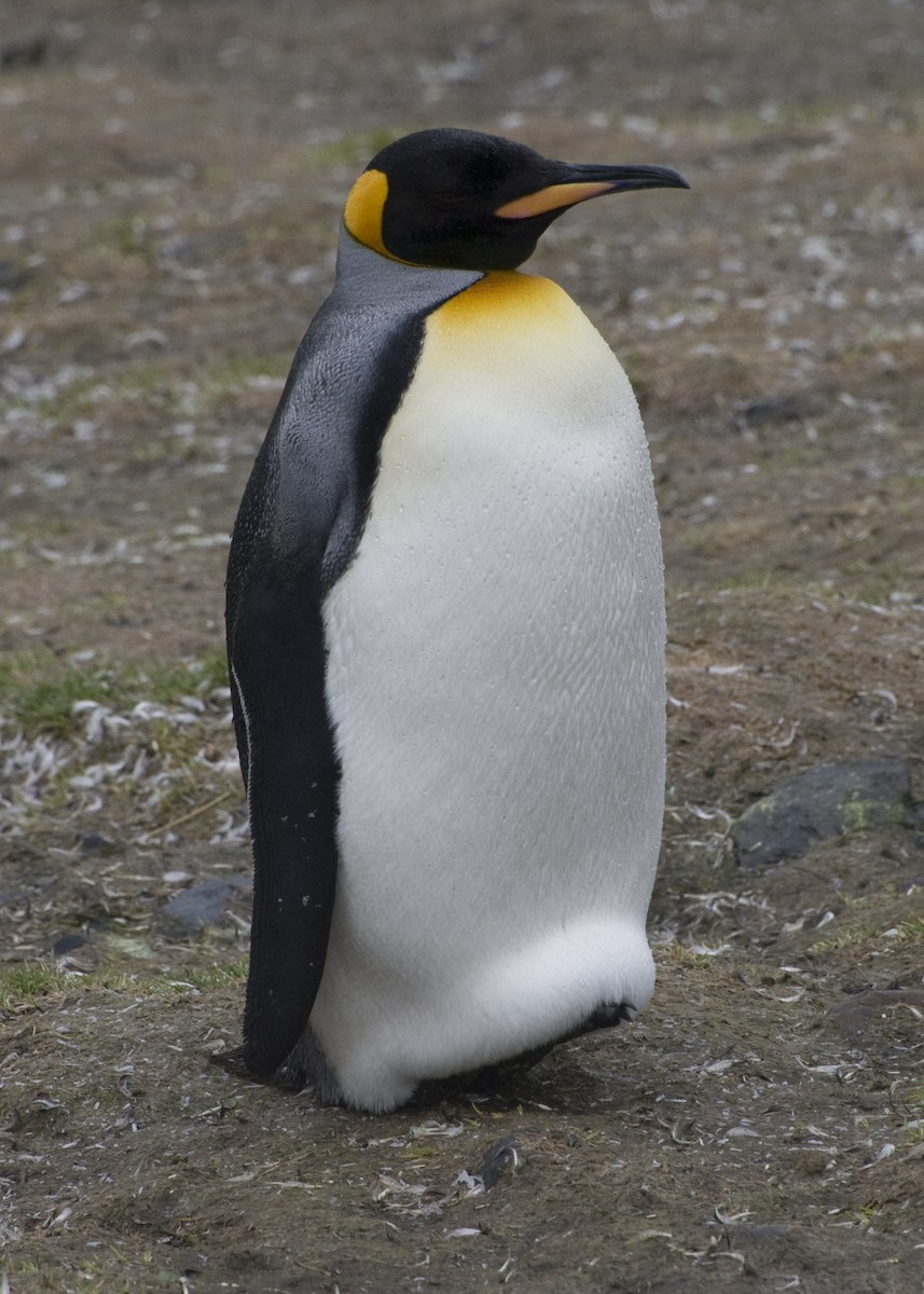 King Penguin - ML623470285