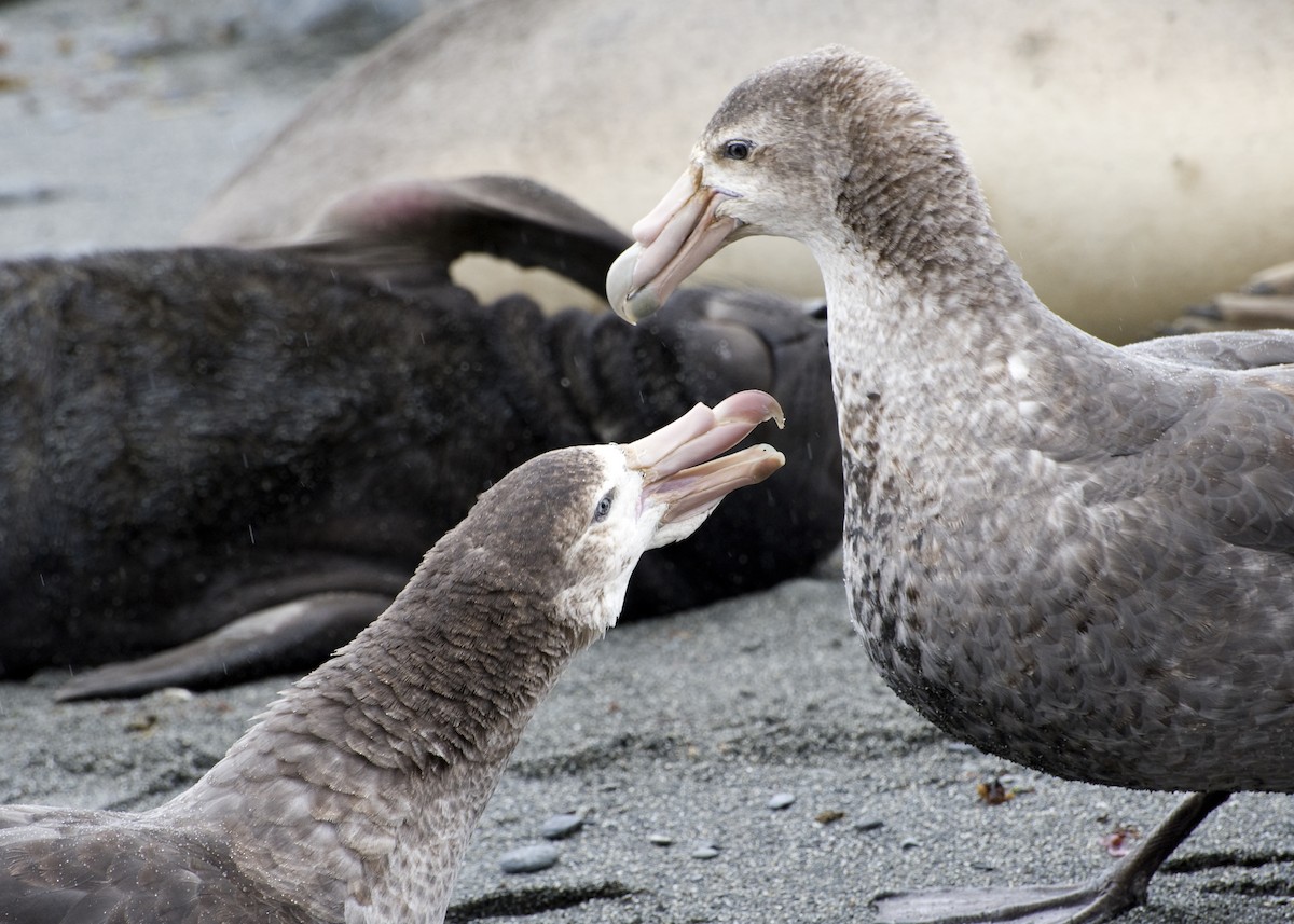 Northern Giant-Petrel - ML623470291