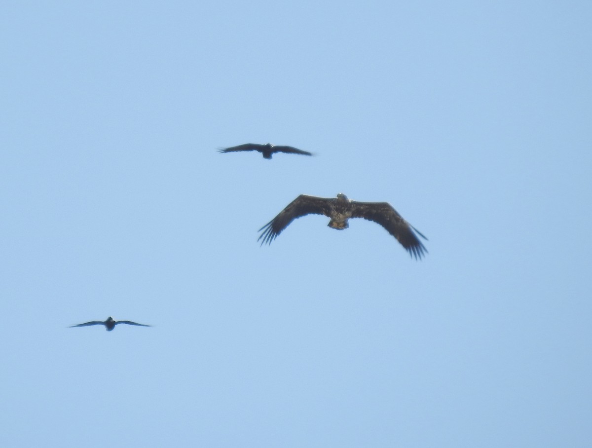 White-tailed Eagle - ML623470294