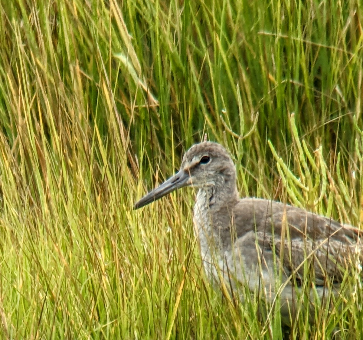 Willet - ML623470307