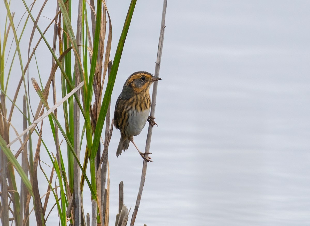 Nelson's Sparrow - ML623470308