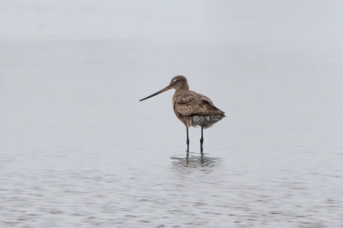 Hudsonian Godwit - ML623470315