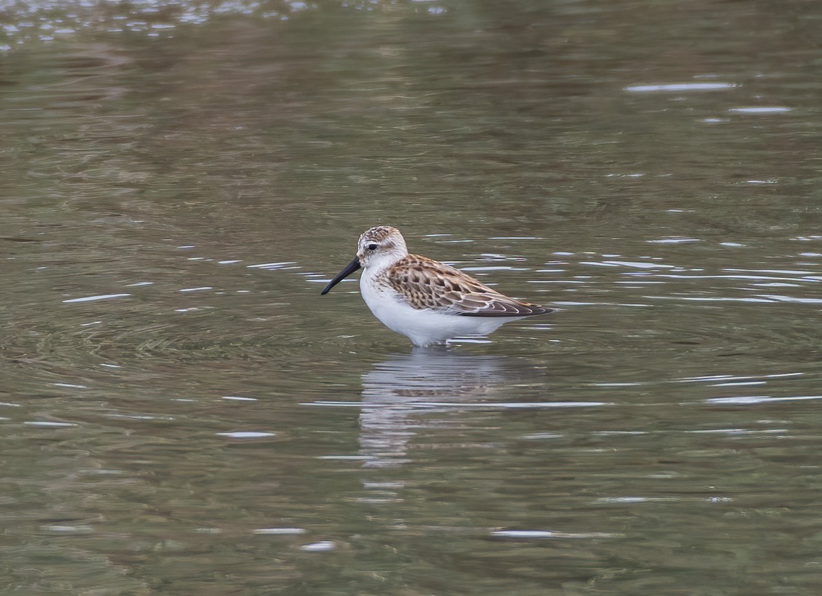 Western Sandpiper - ML623470328