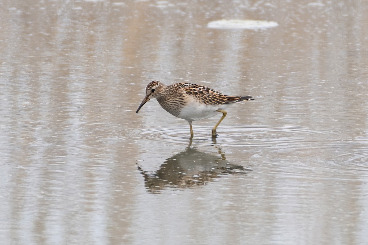 Pectoral Sandpiper - ML623470341