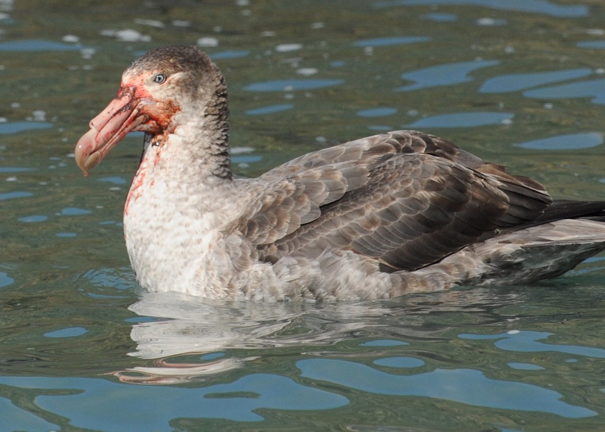 Northern Giant-Petrel - ML623470351