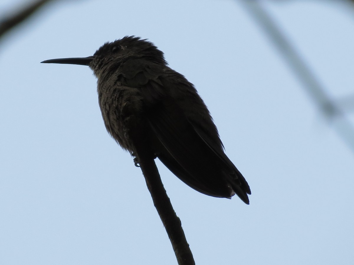 Sombre Hummingbird - ML623470353