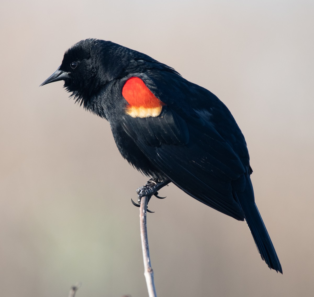 Red-winged Blackbird - ML623470381