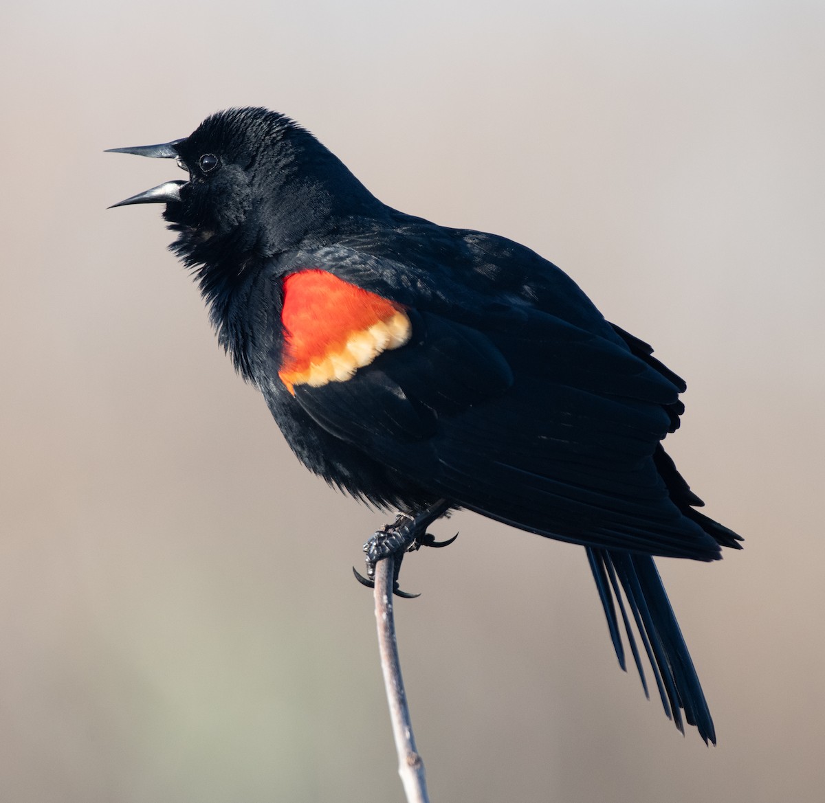 Red-winged Blackbird - ML623470383