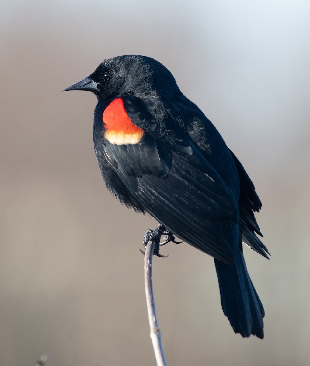 Red-winged Blackbird - ML623470385