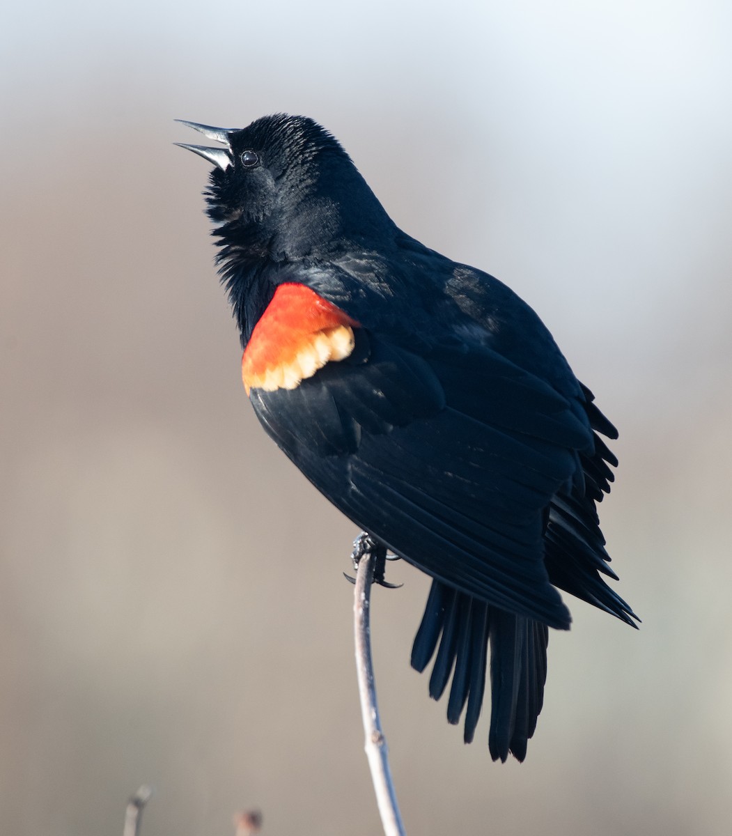 Red-winged Blackbird - ML623470386