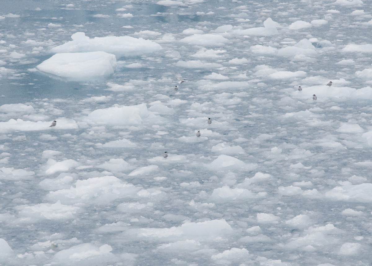 Antarctic Tern - ML623470436