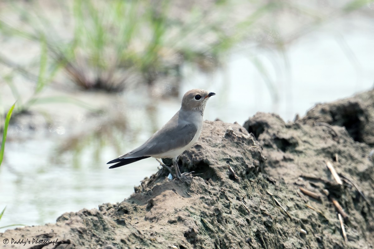 Small Pratincole - ML623470439