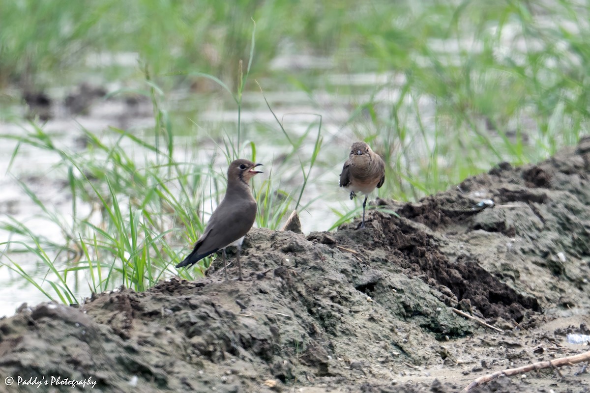 Oriental Pratincole - ML623470446