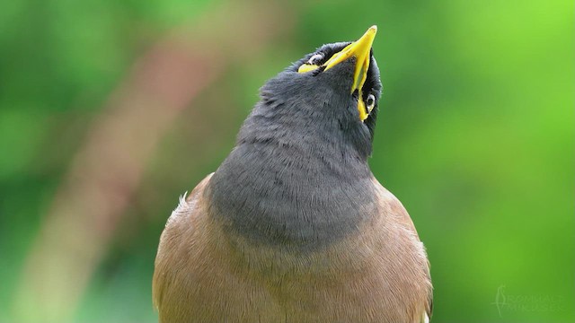 Common Myna - ML623470454