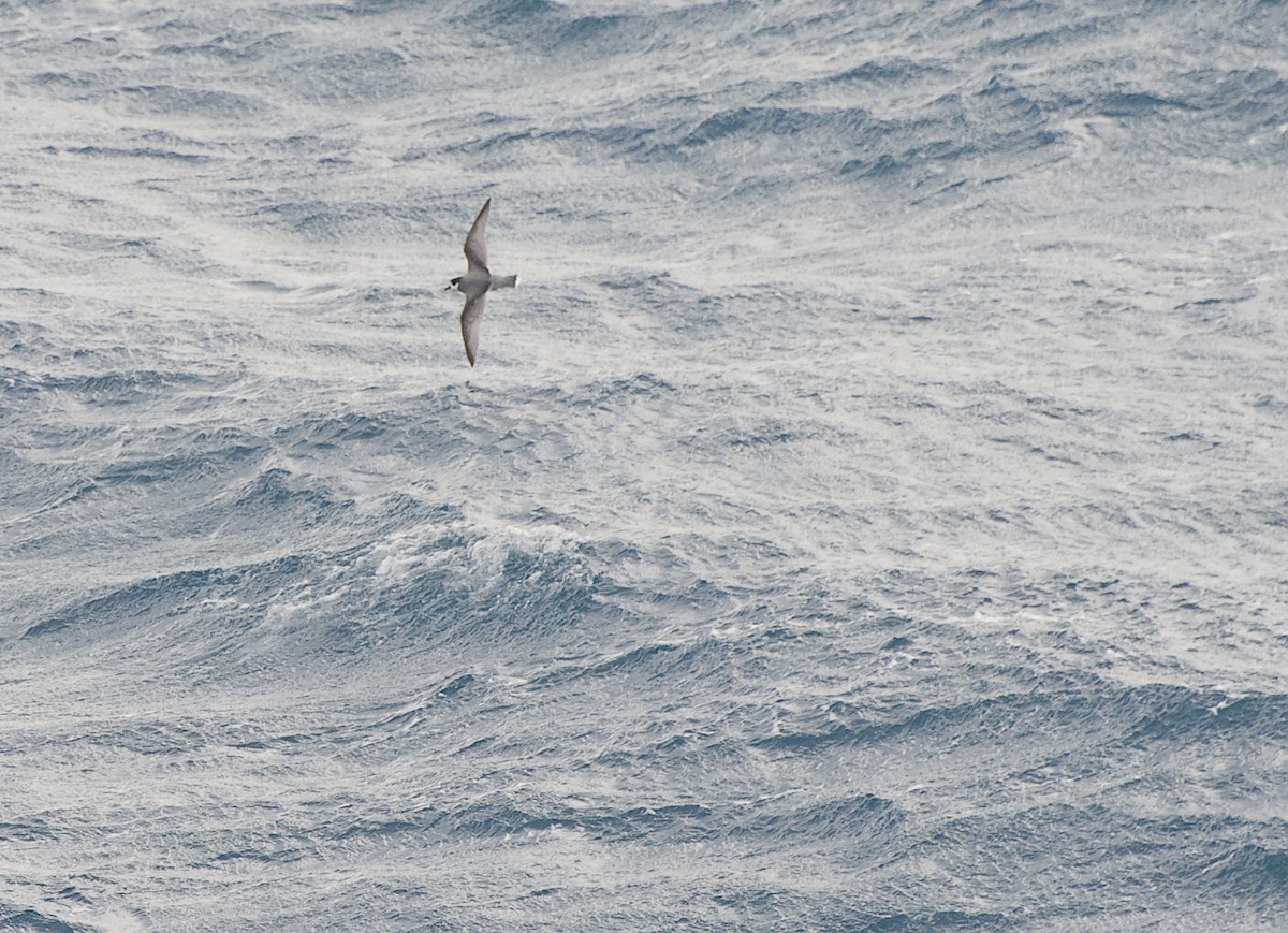 Blue Petrel - ML623470455