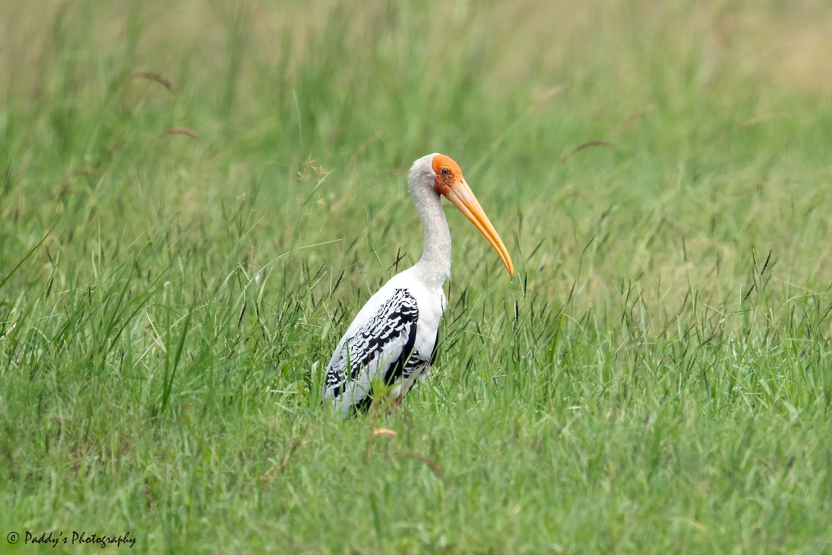 Painted Stork - ML623470465