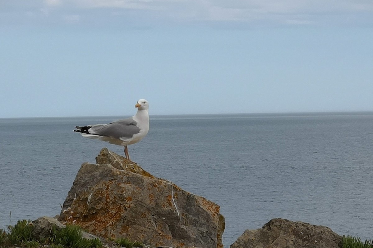 Silbermöwe - ML623470485