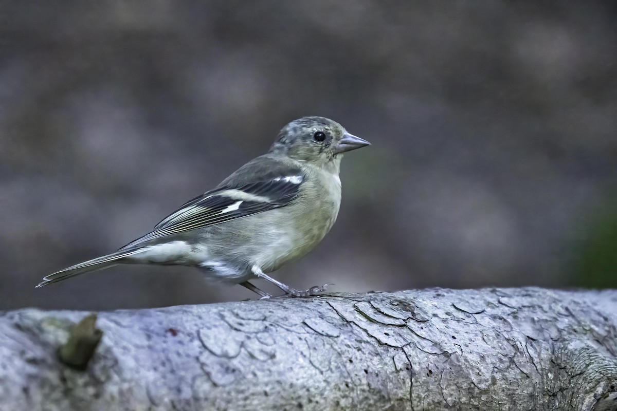 Common Chaffinch - ML623470563