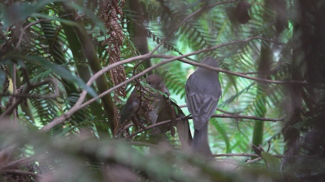 Golden Whistler (Eastern) - ML623470564