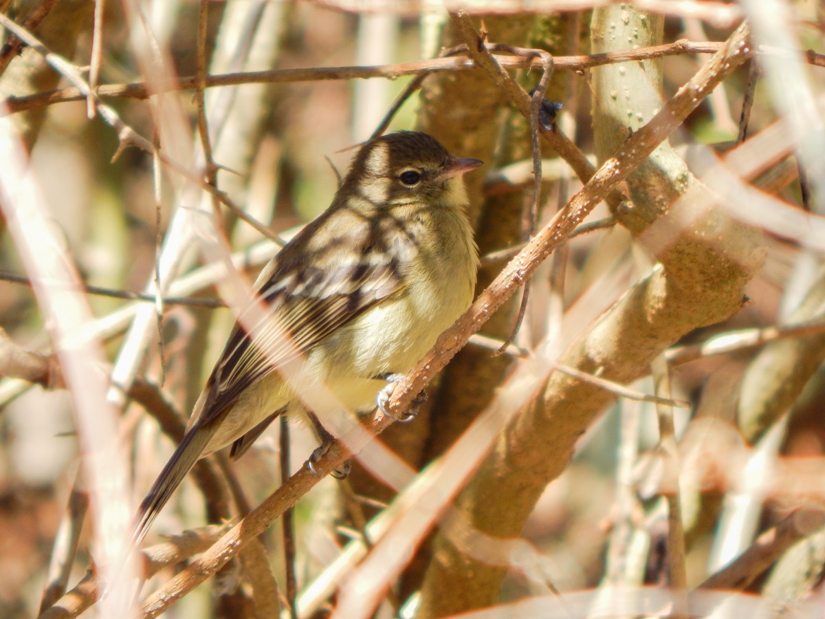 Highland Elaenia - Bautista Cerminato