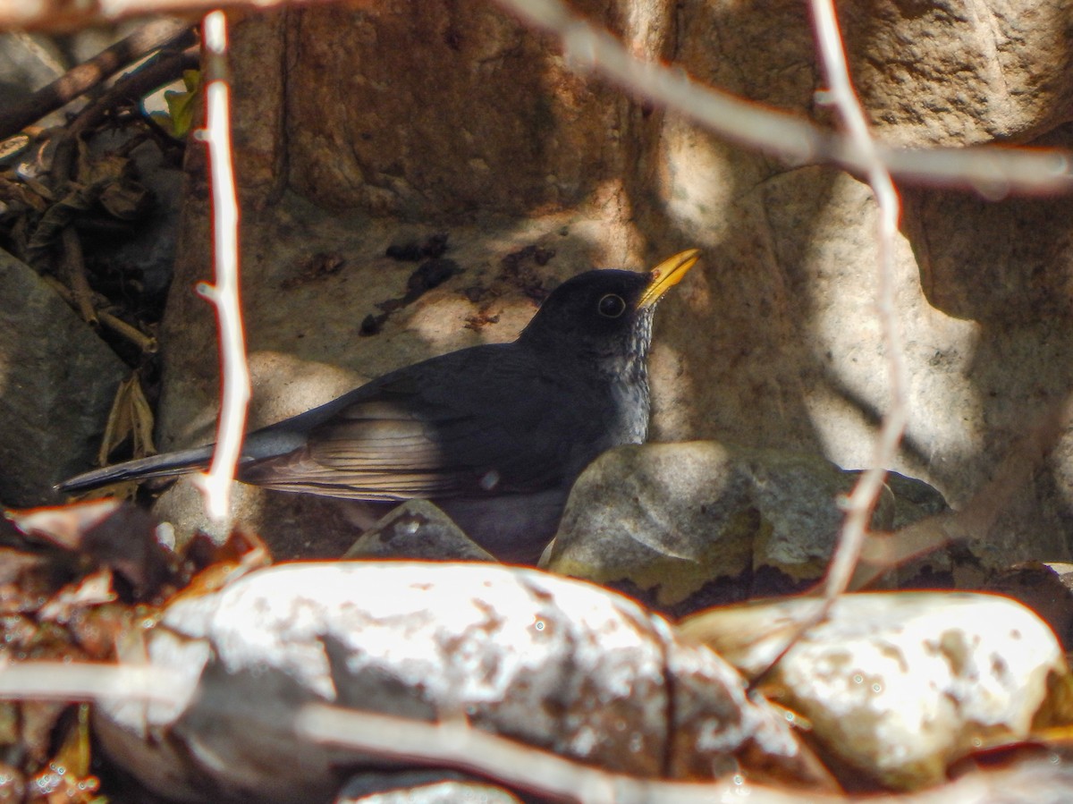 Andean Slaty Thrush - ML623470662