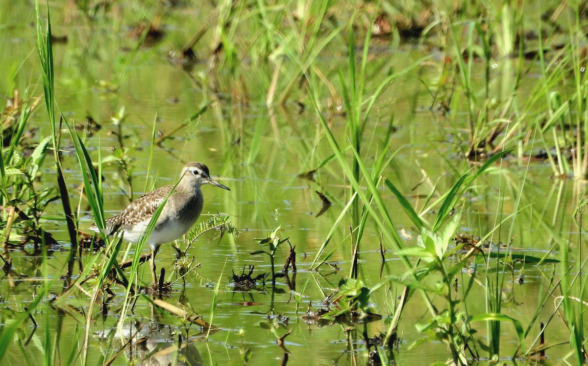 タカブシギ - ML623470682