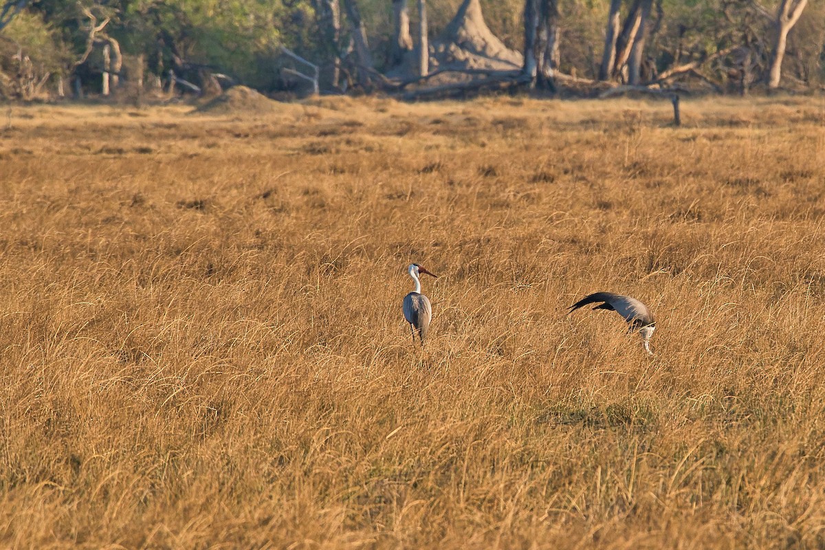 Wattled Crane - Nicola Marchioli